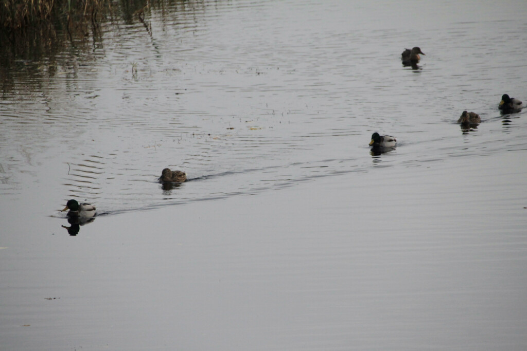 Mallard ducks