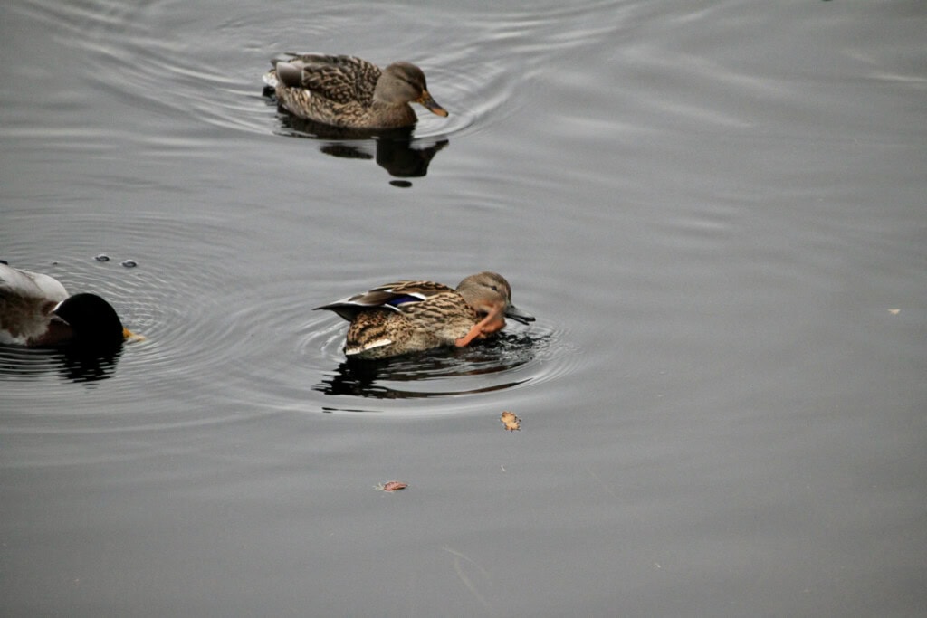 Mallard ducks