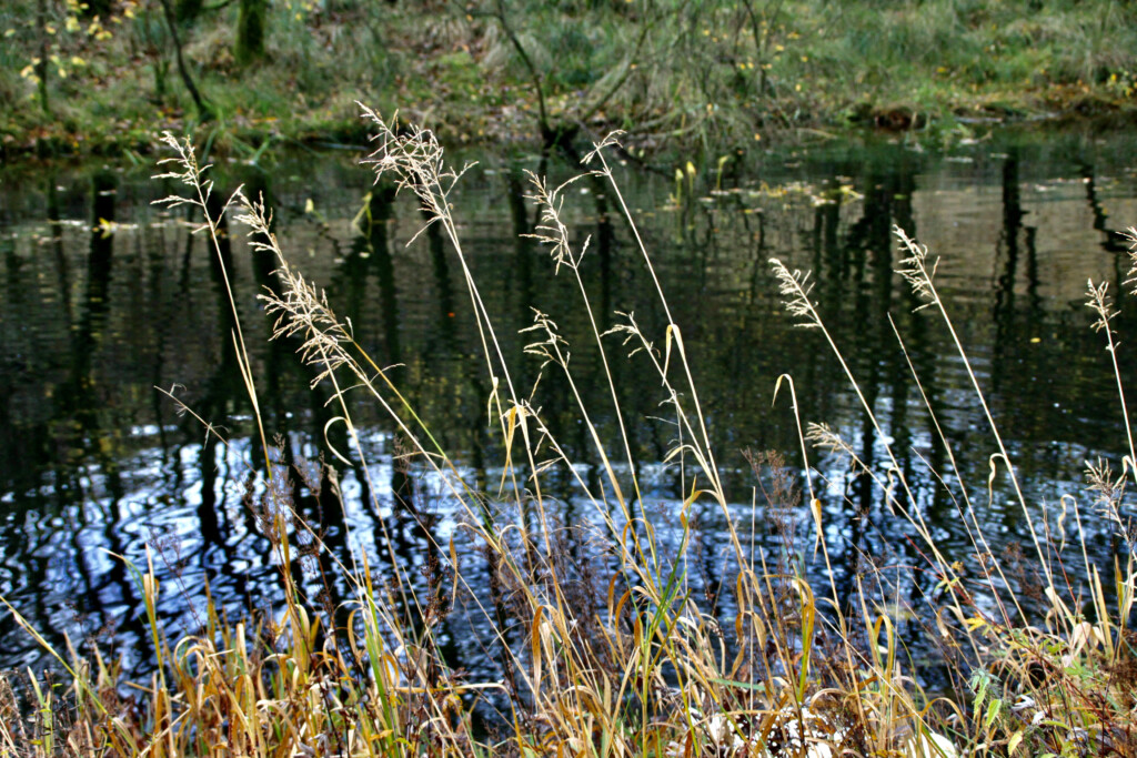 Canal-side Grasses