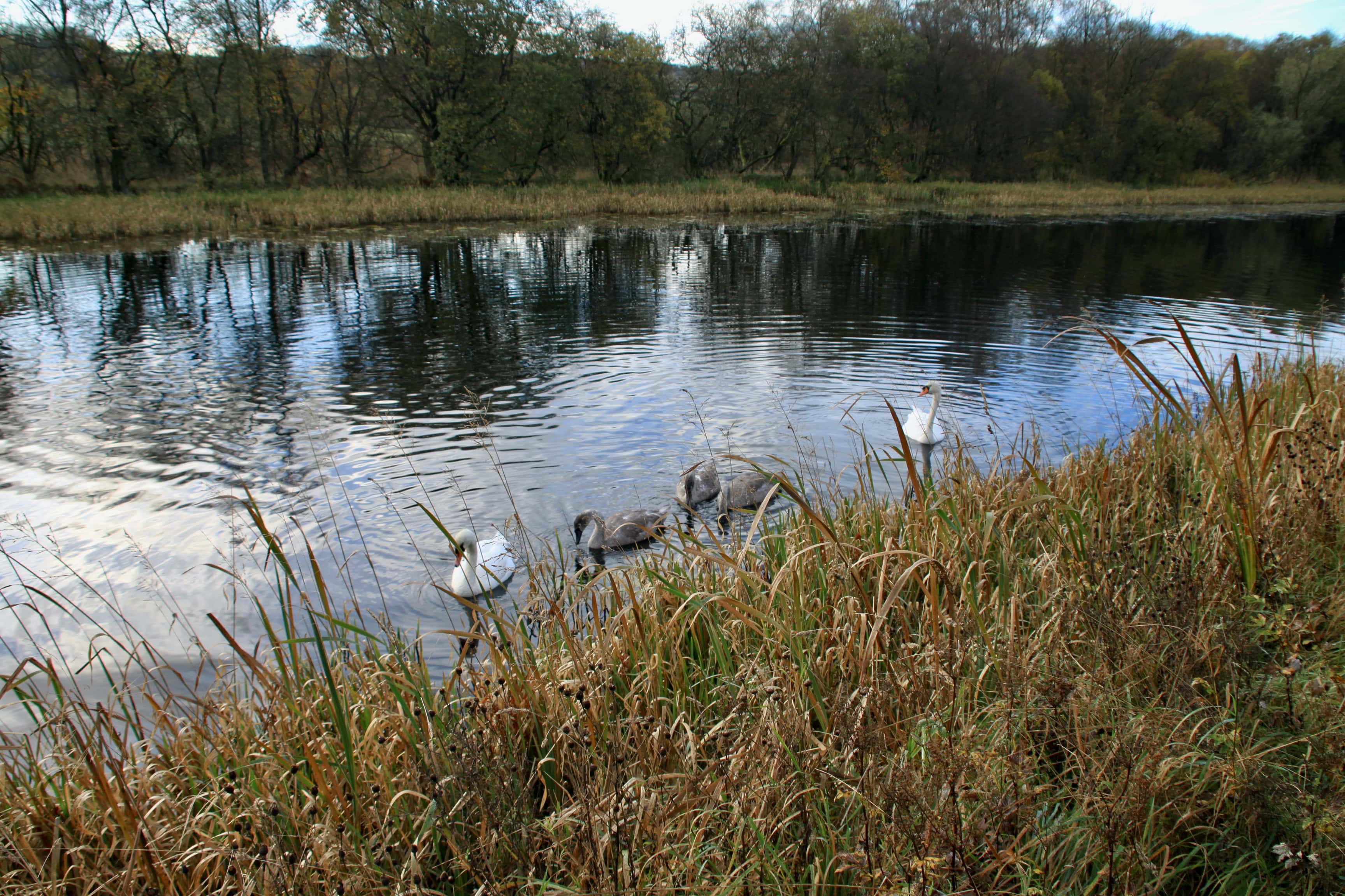 A Family of Swans — Sunday Stills