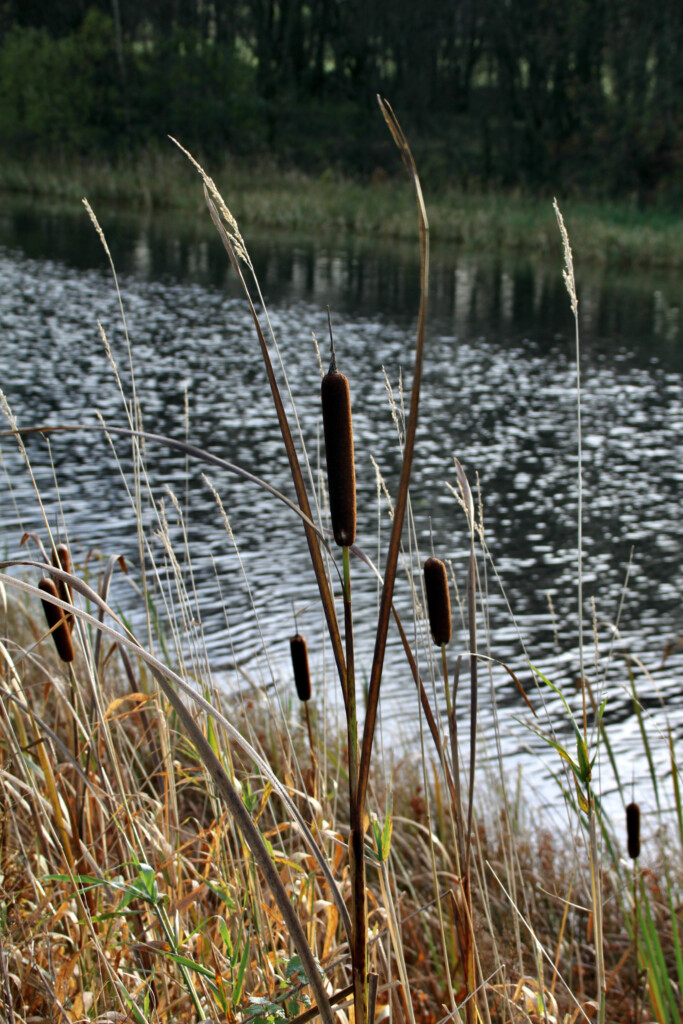 Bulrushes by the Forth & Clyde Canal
