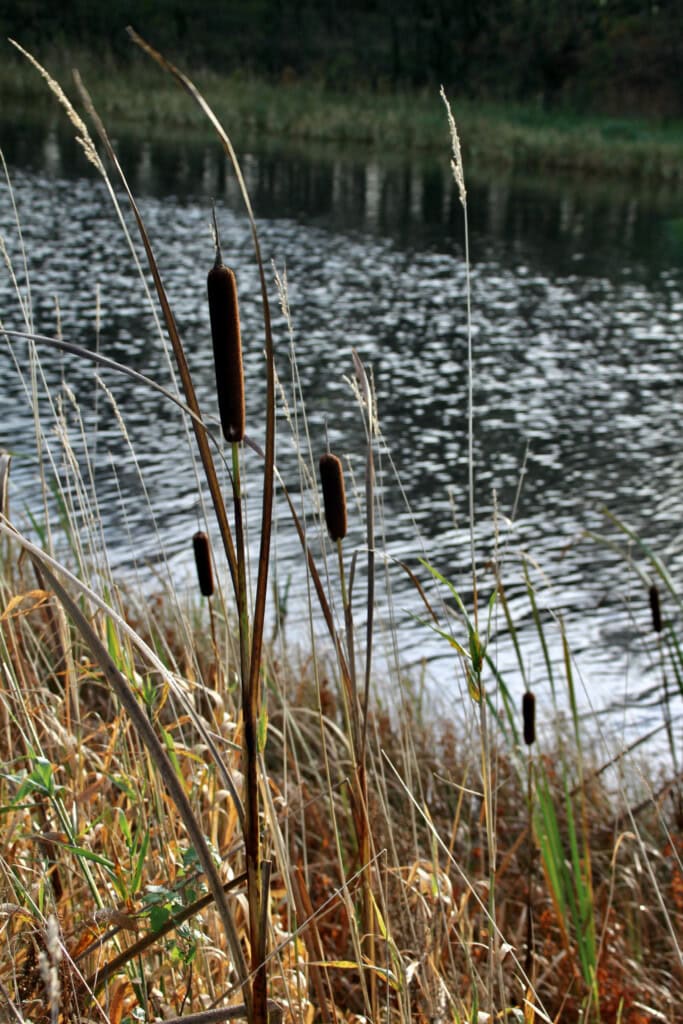 Bulrushes