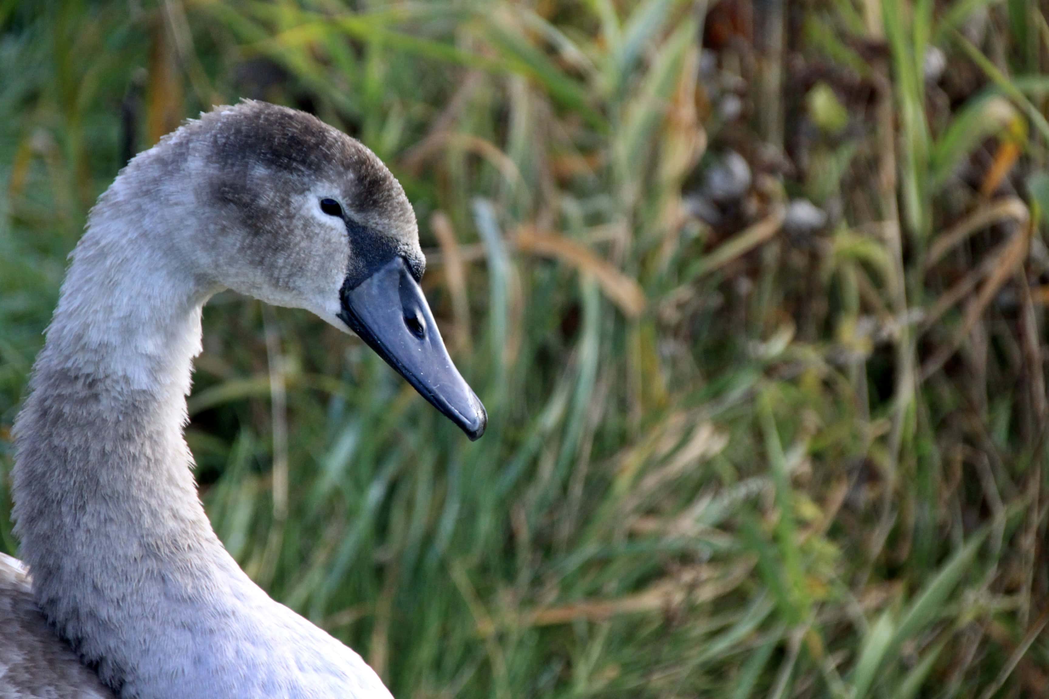 Cygnet Close Up — CMMC