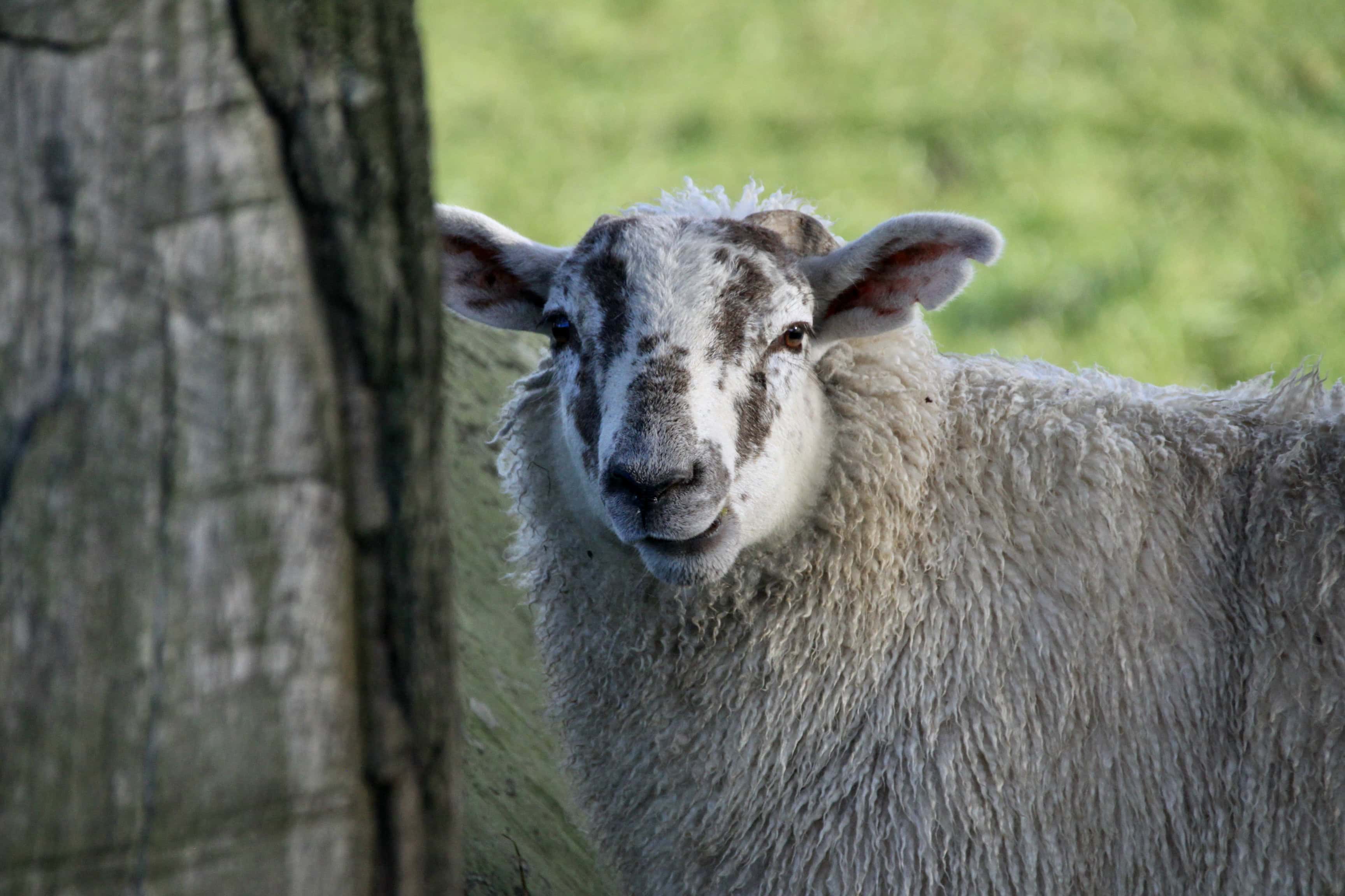 Sheep — Monday Portrait Nov 08