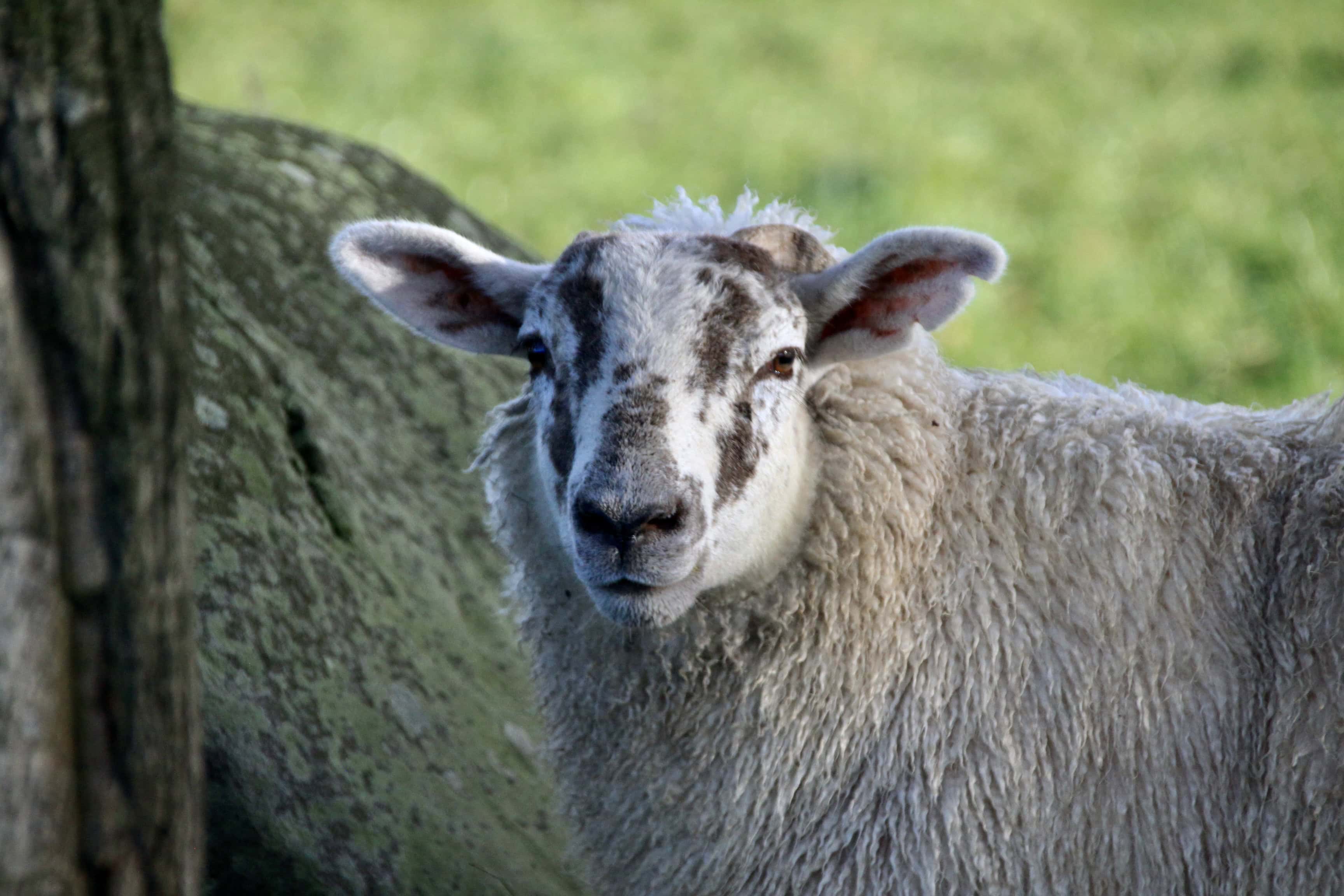 Sheep — Monday Portrait Nov 22