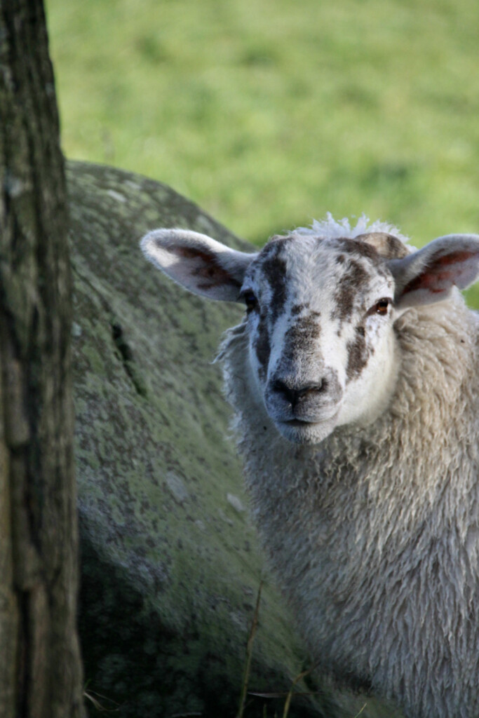 Sheep