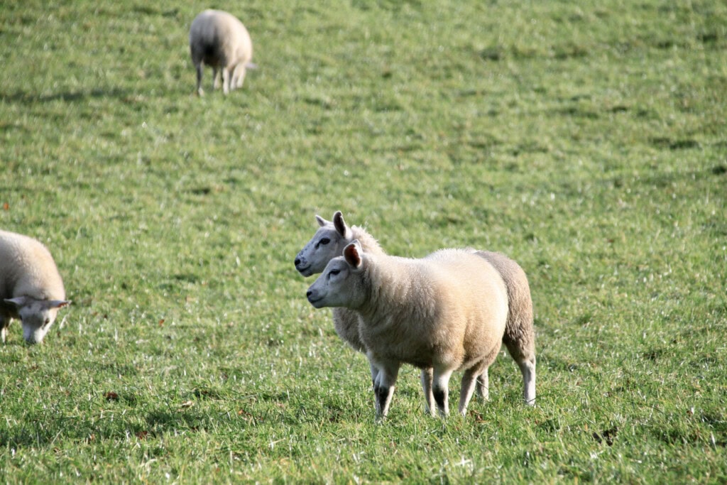 Sheeps