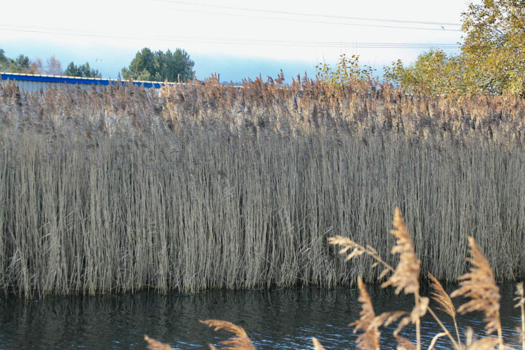 Rushes