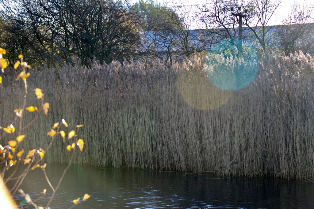 Rushes along Forth& Clyde Canal