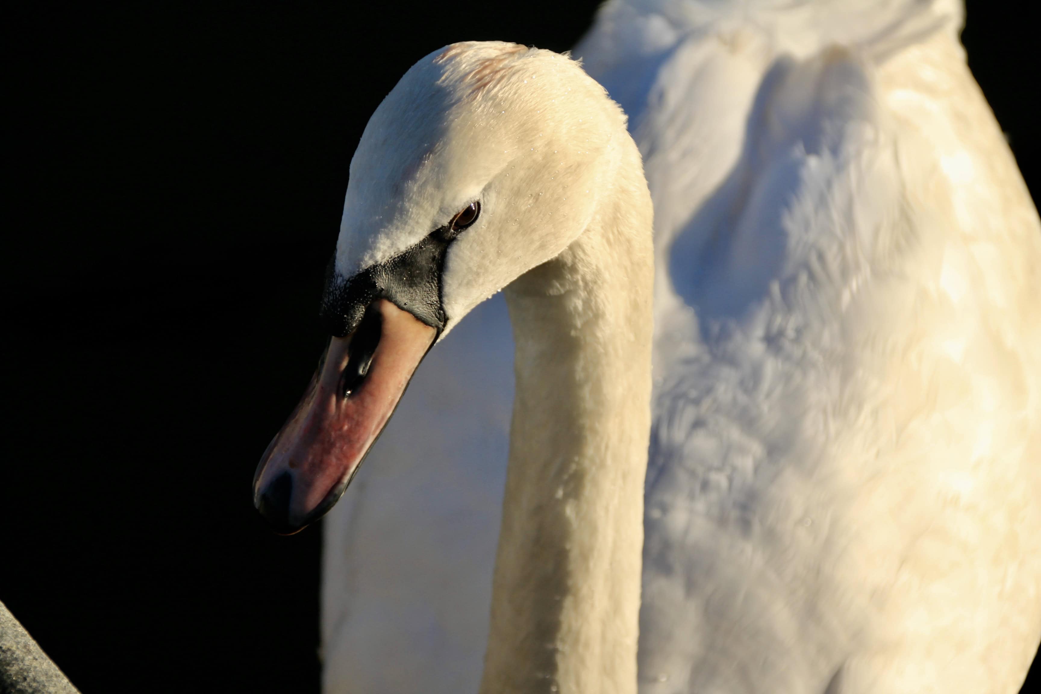 Swan — Monday Portrait Nov 29