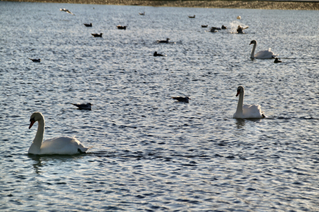 Swans & seagulls