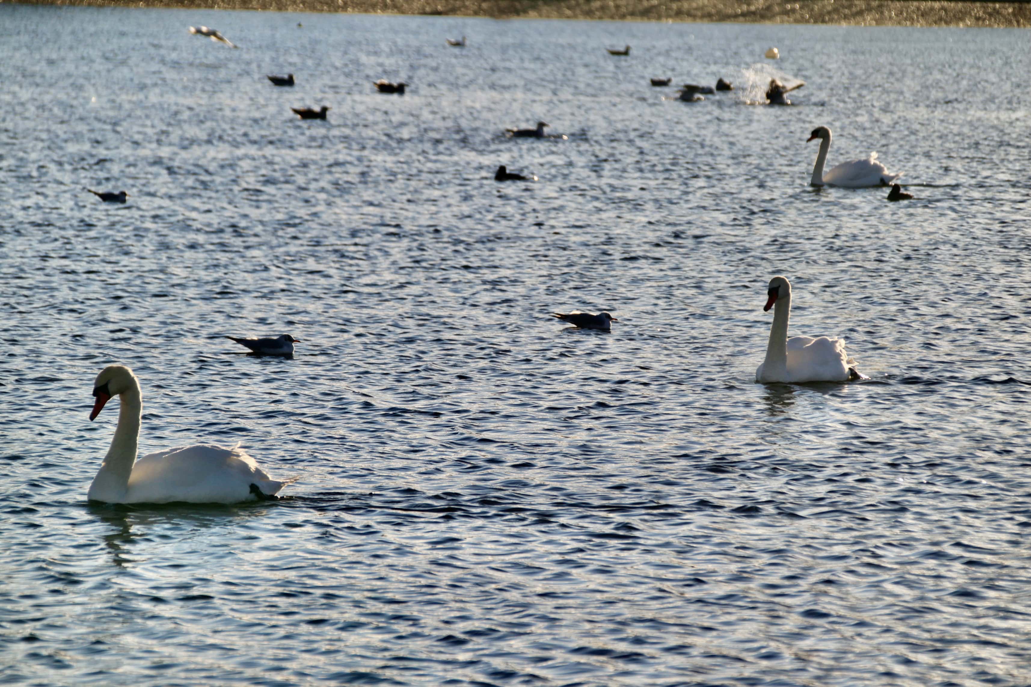 Wordless Wednesday dec 01