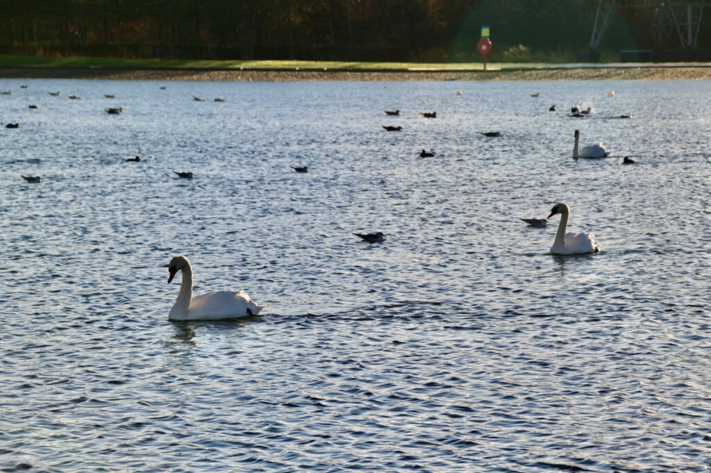 Birdlife at Helix Park