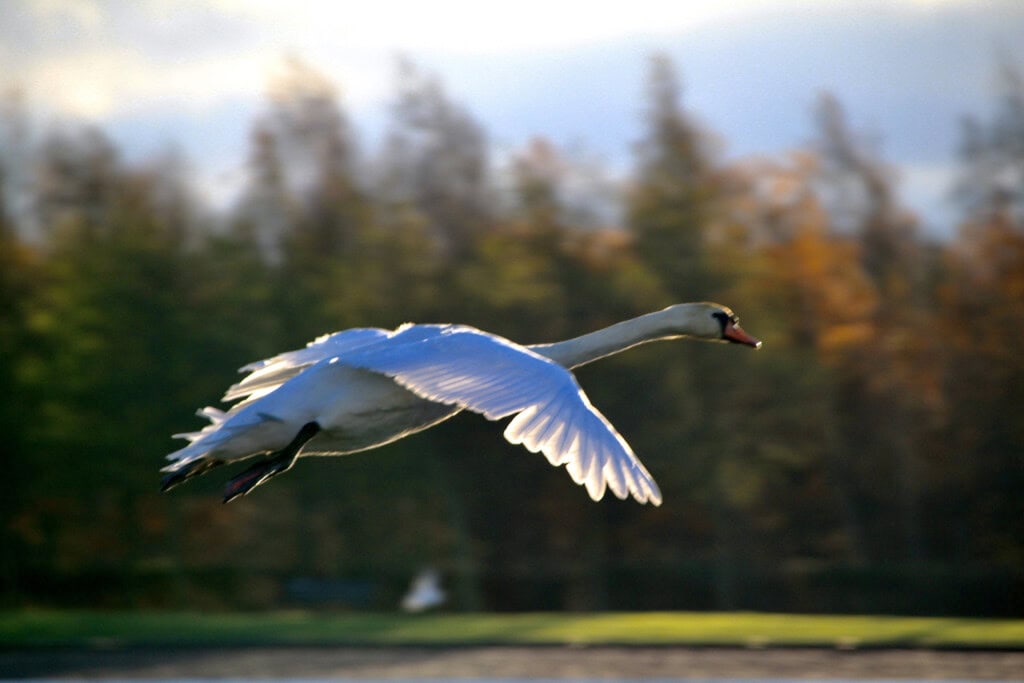 Swan in flight at Helix Park