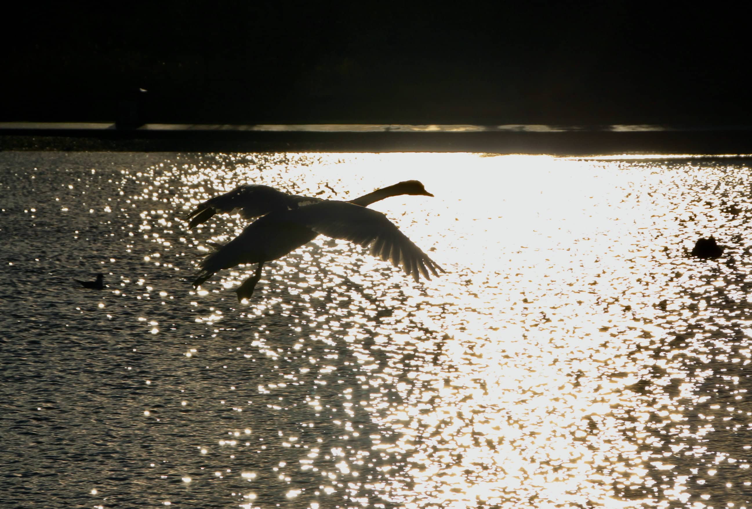 Wings Spread Wide, Floating on Air