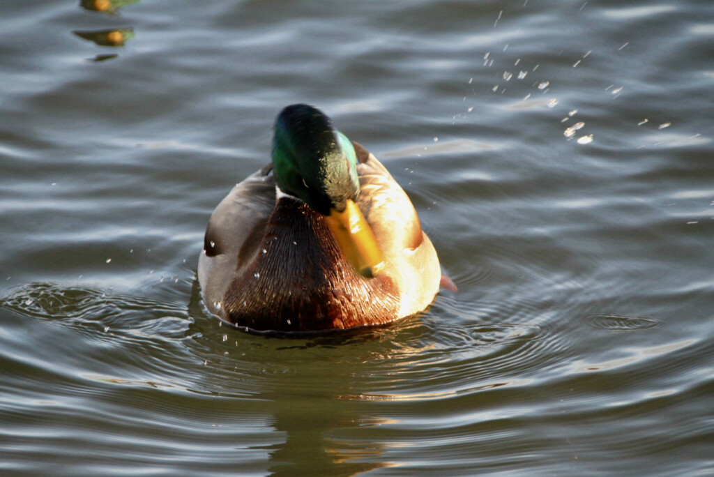 Shooglie duck