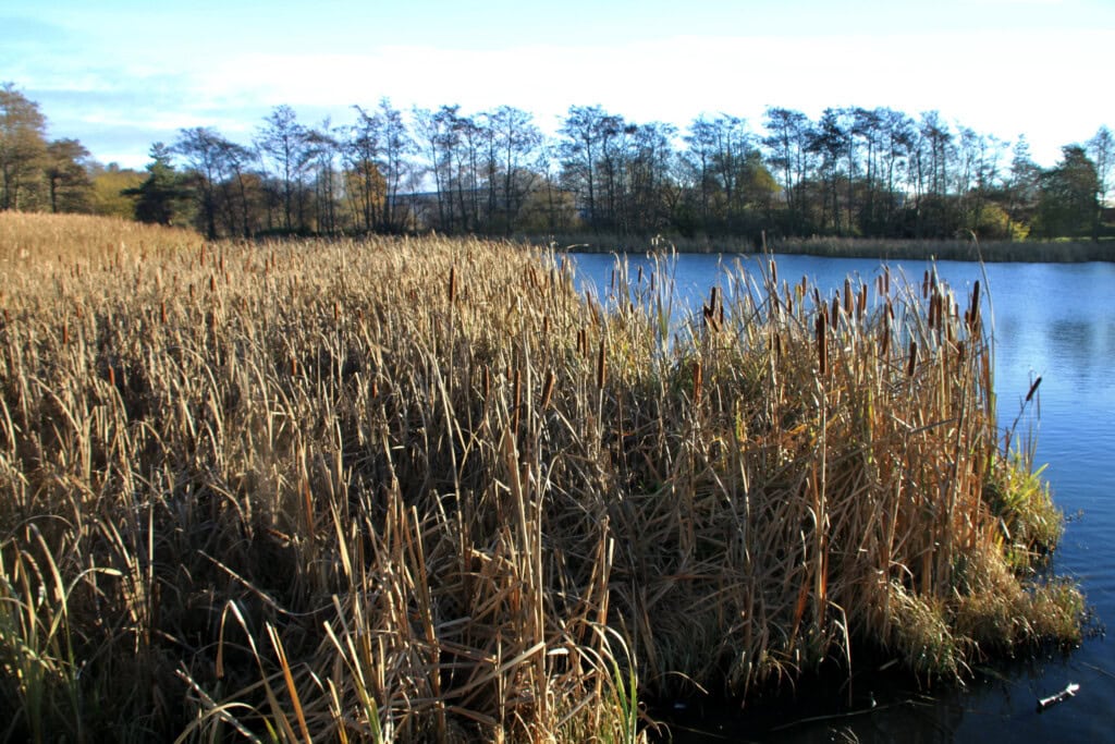 Bulrushes at Helix Park