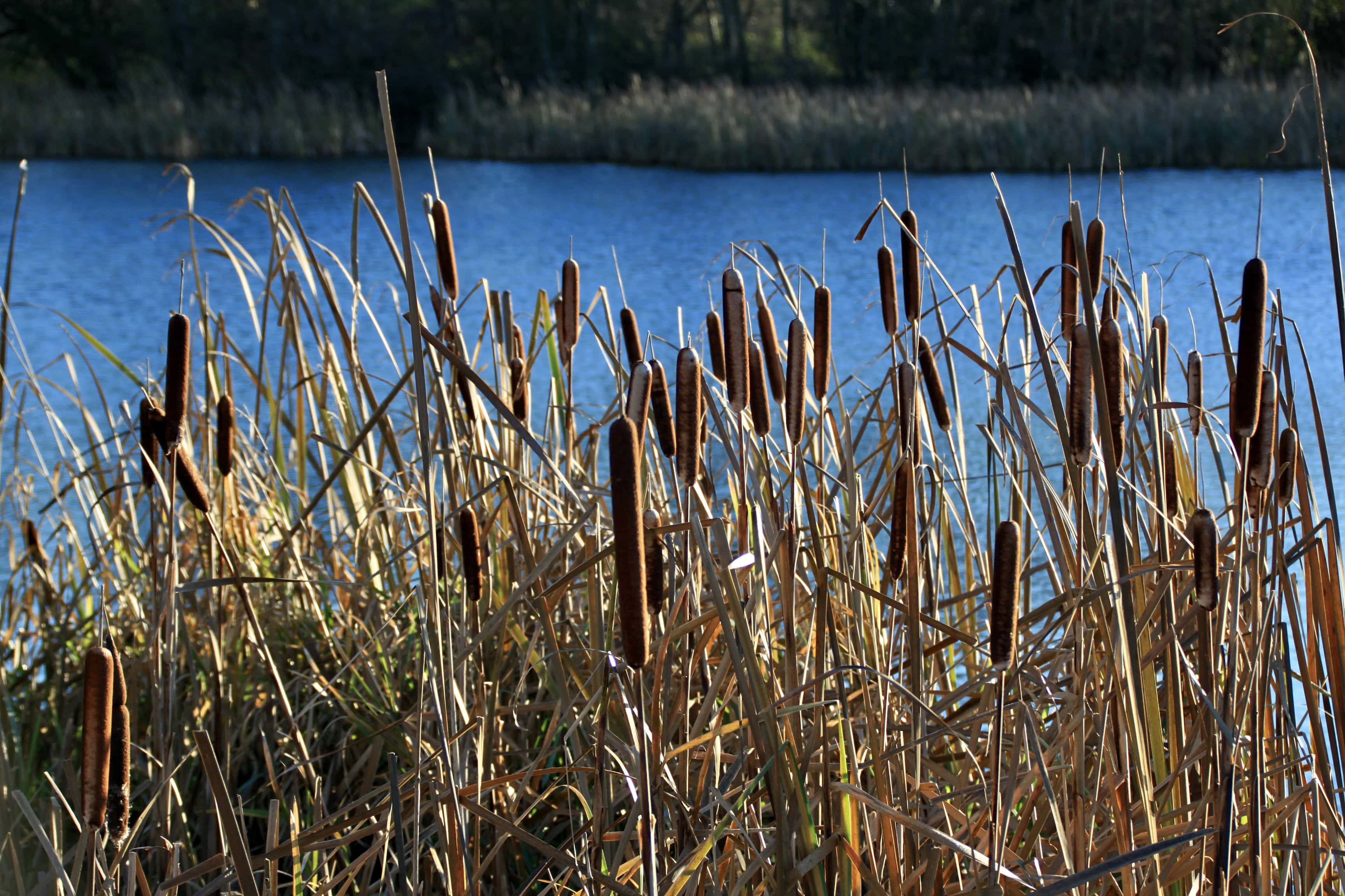 Bulrushes — FOTD Nov 26