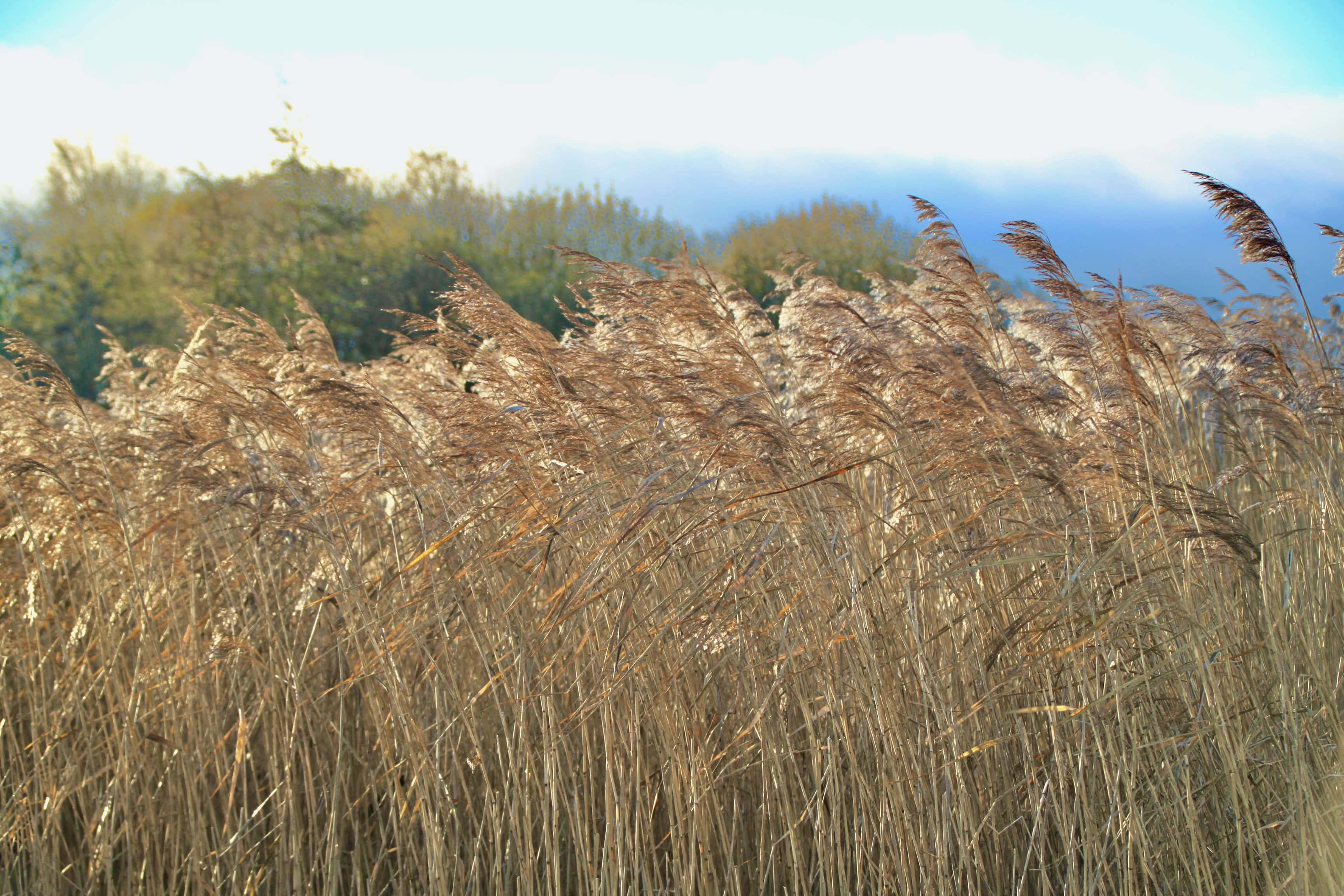 Rushes — FOTD Nov 27
