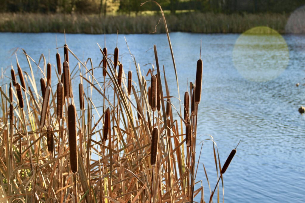 Bulrushes at Helix Park