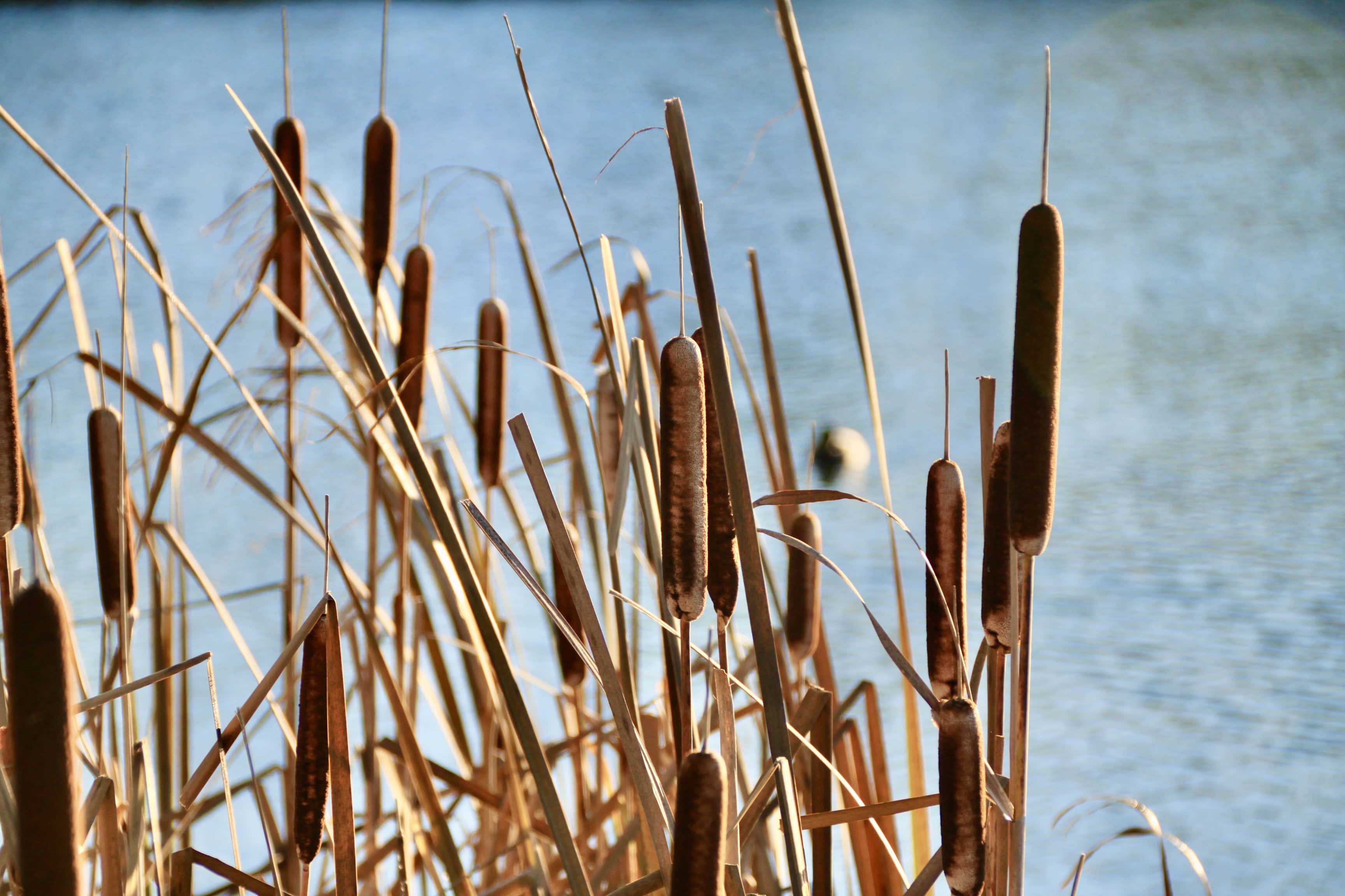 Bulrushes — FOTD Nov 28