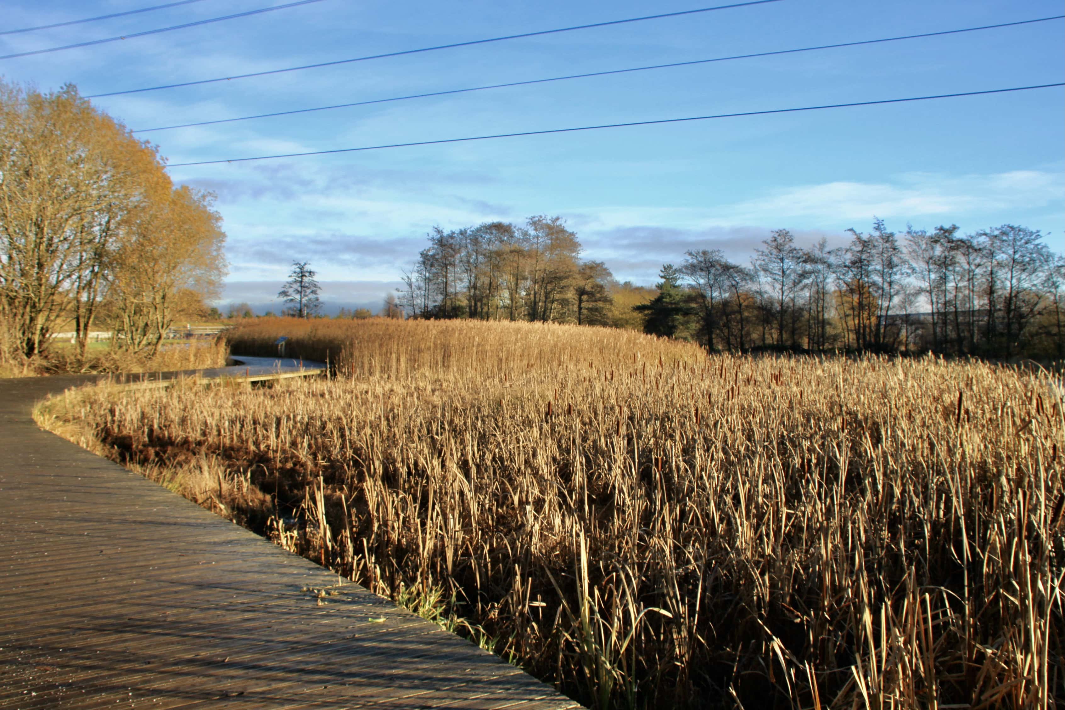 Rushes — FOTD Nov 29
