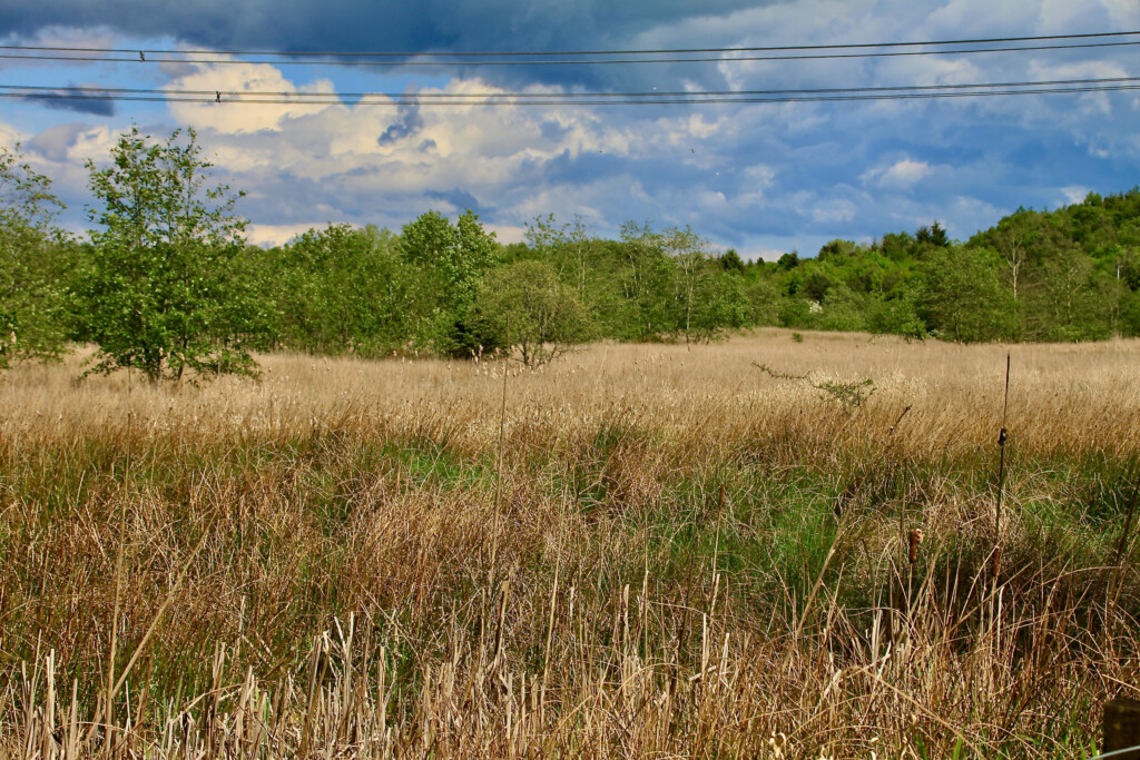 Grassland 