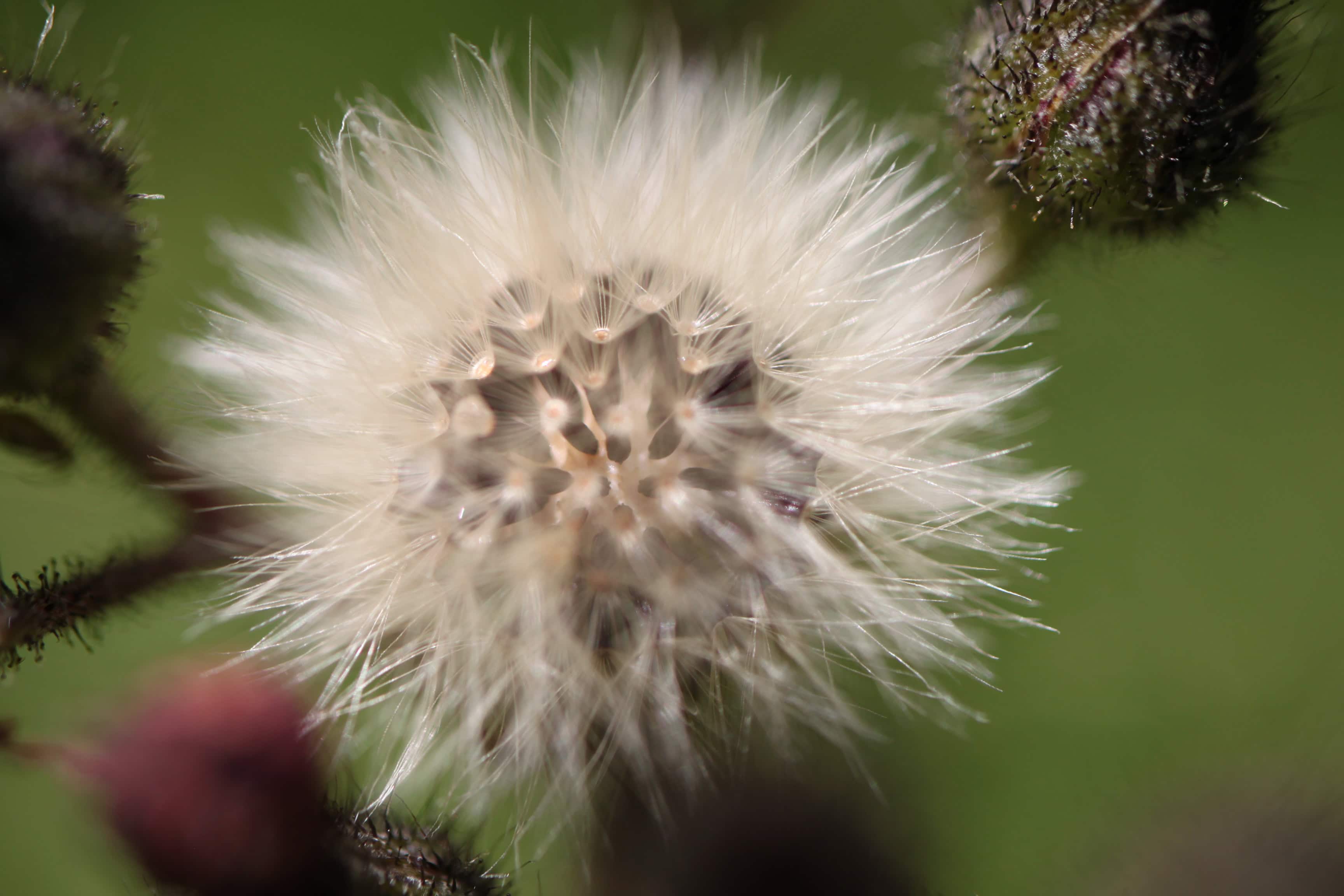 Orange Hawkweed Wish — Macro Monday Nov 15