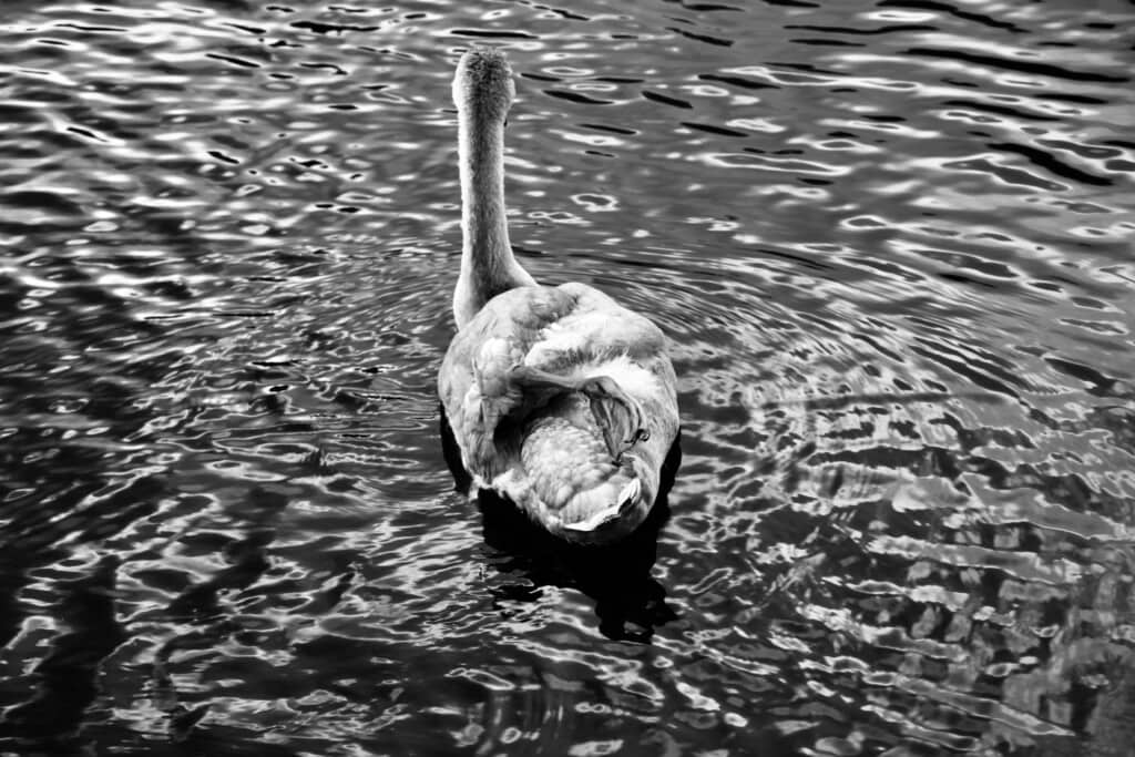 cygnet