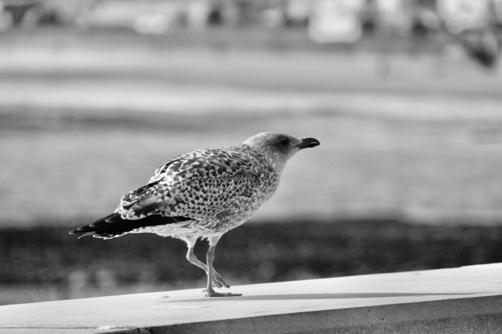 Juvenile gull
