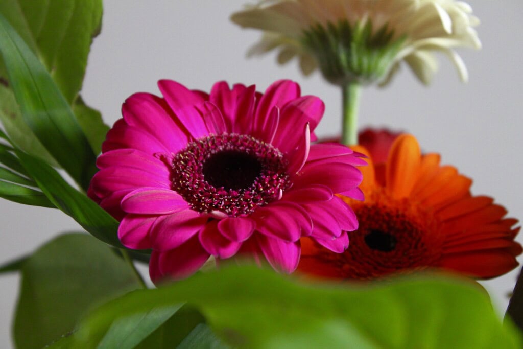 Gerbera daisies
