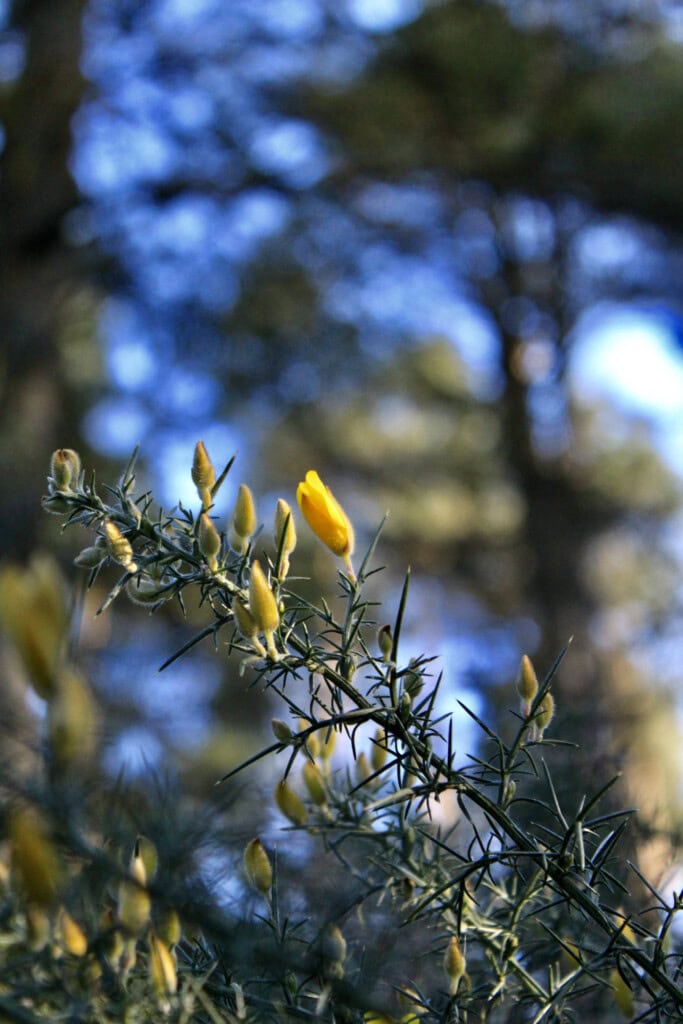 Gorse