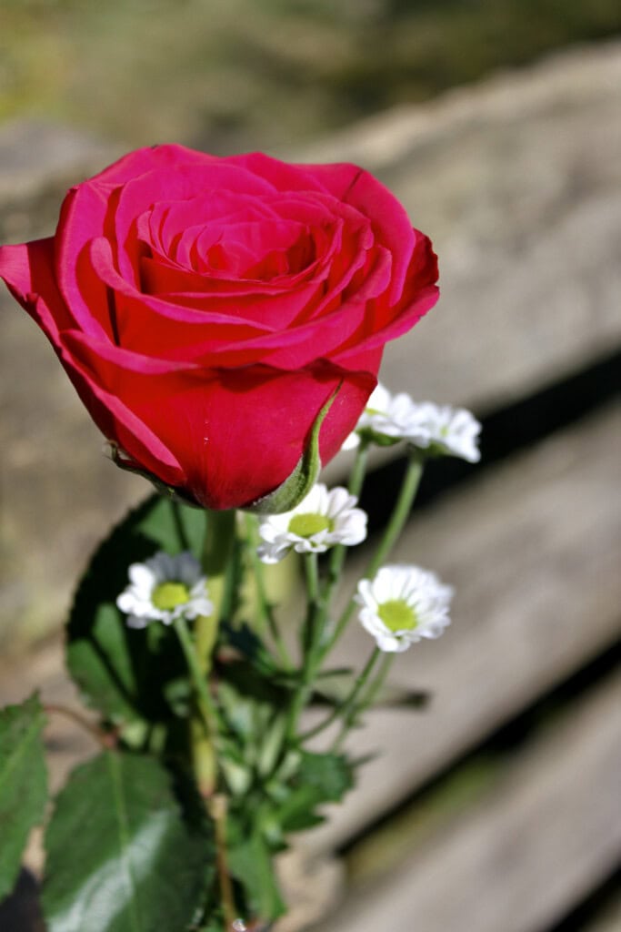 Red rose