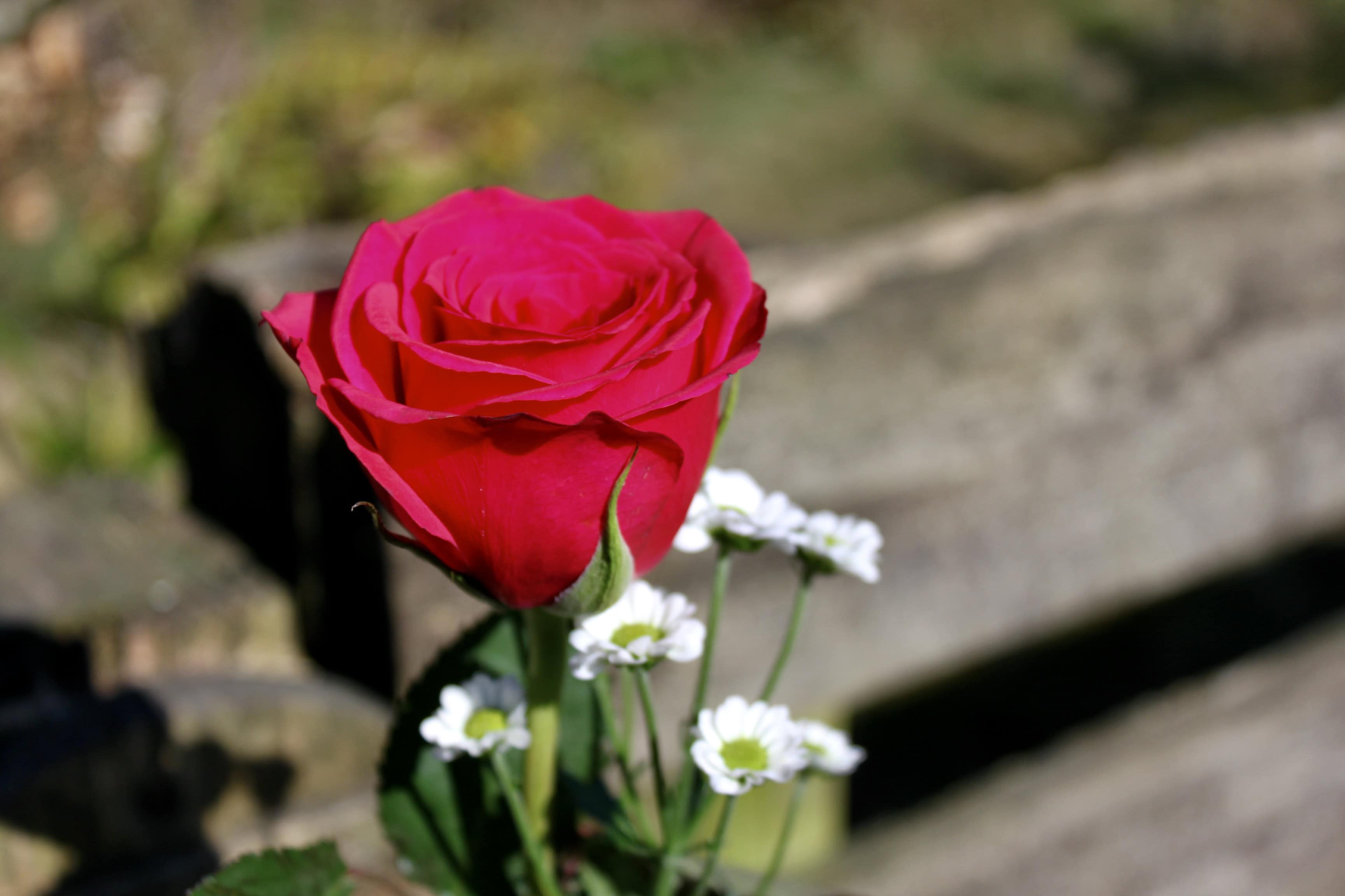 Red Rose — FOTD Jan 09