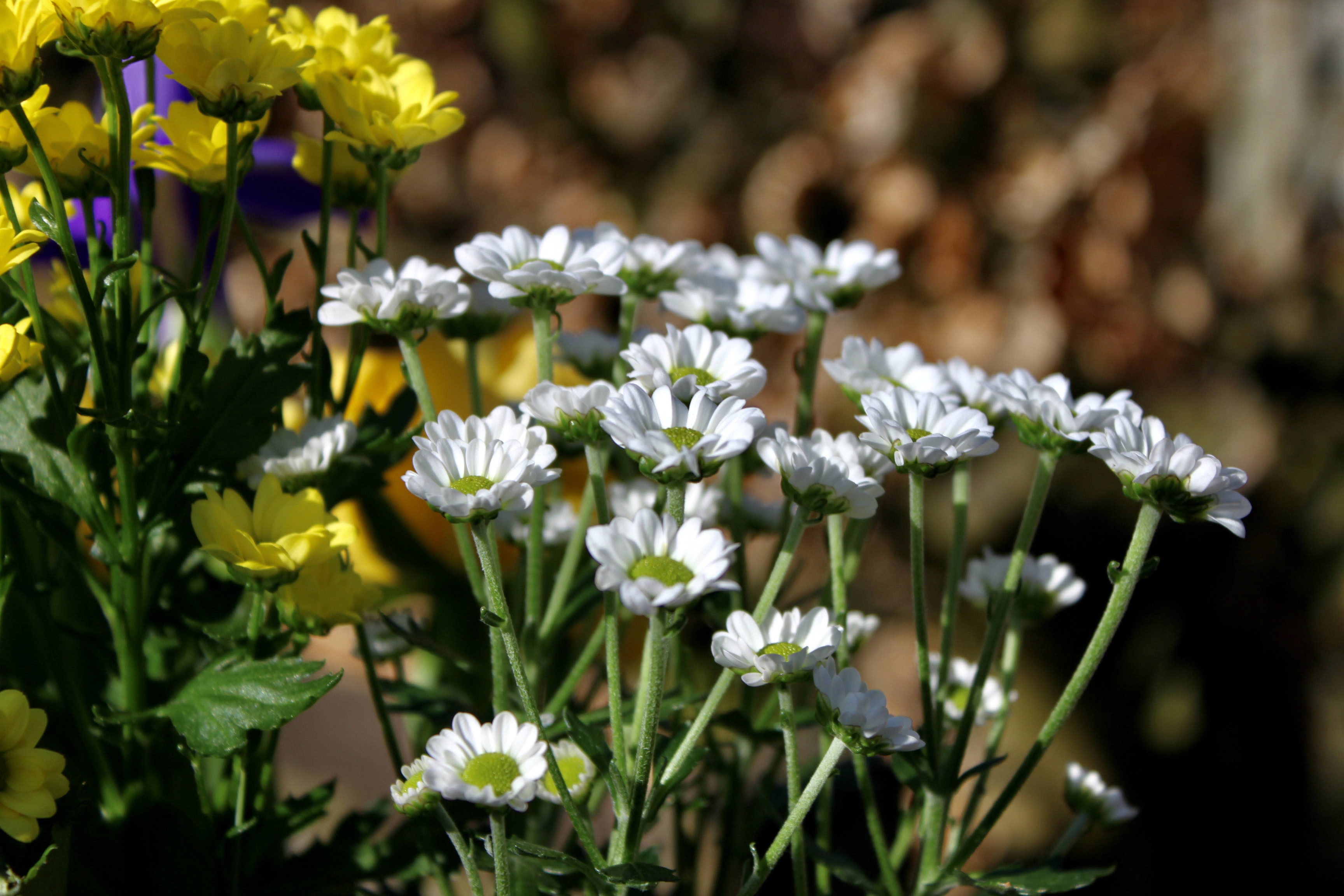 White Chrysanths — FOTD Jan 08