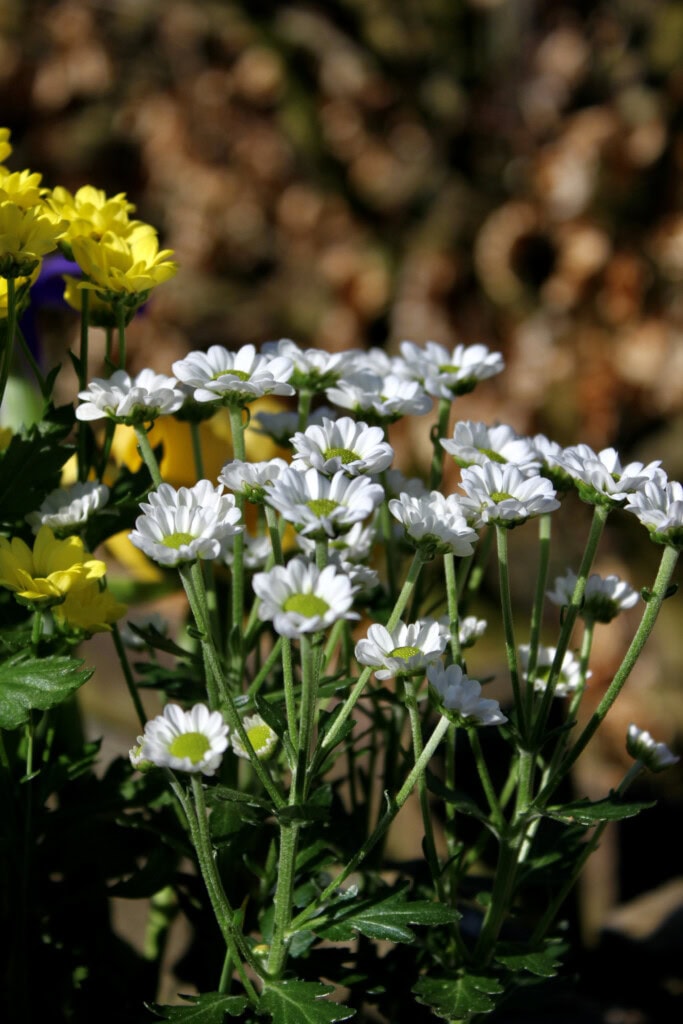 White chrysanthemums