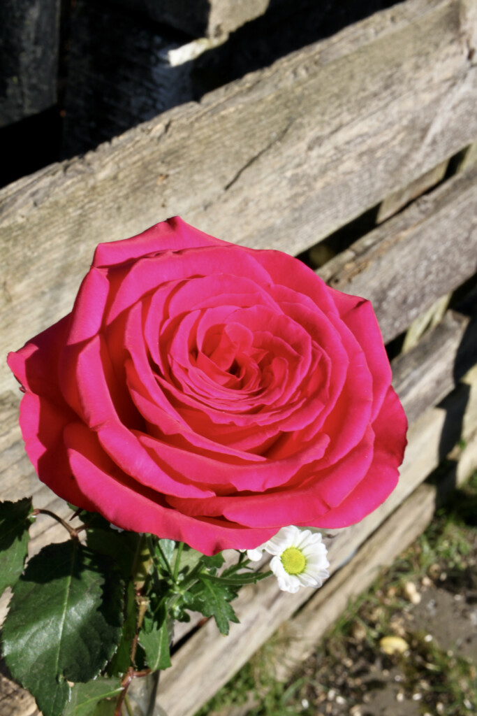 Red rose