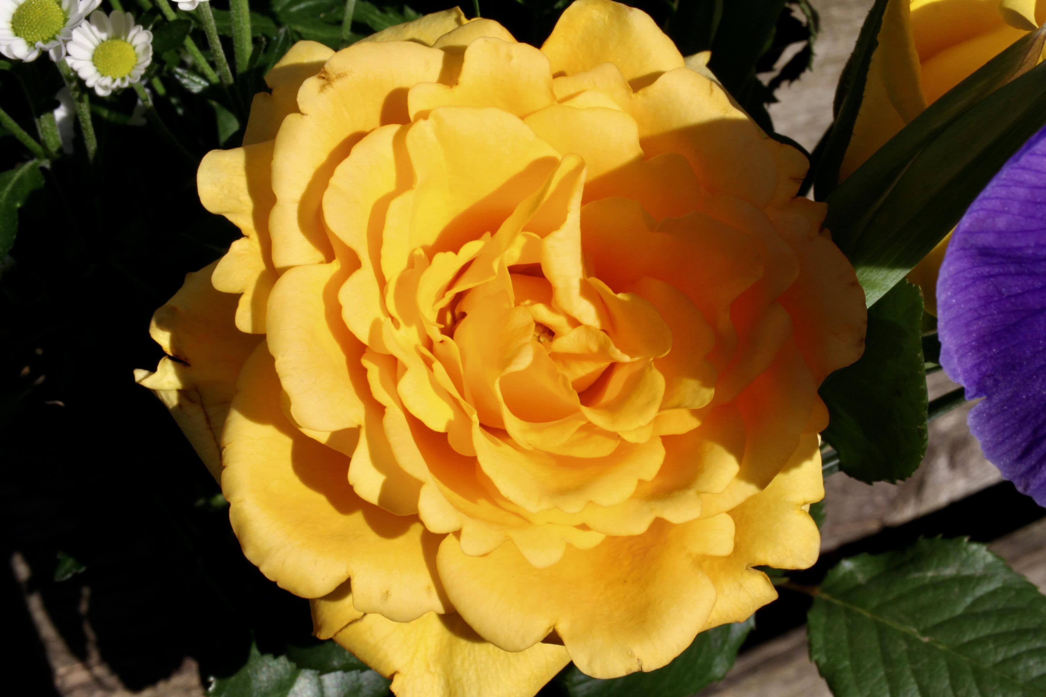 Yellow Rose — FOTD Jan 04