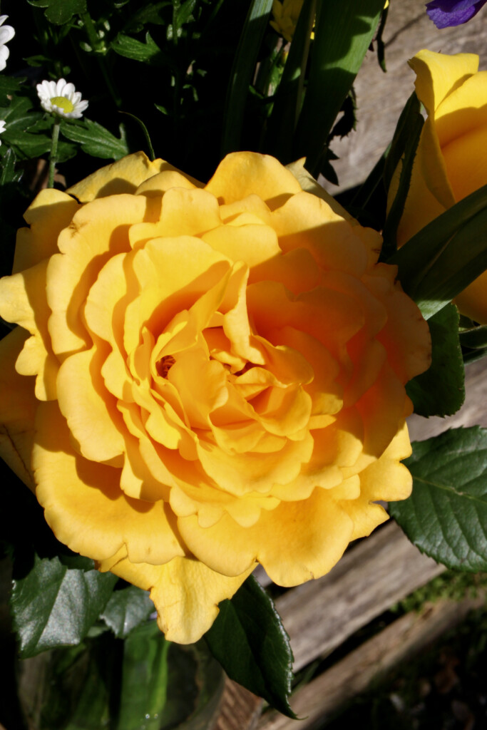 Yellow rose