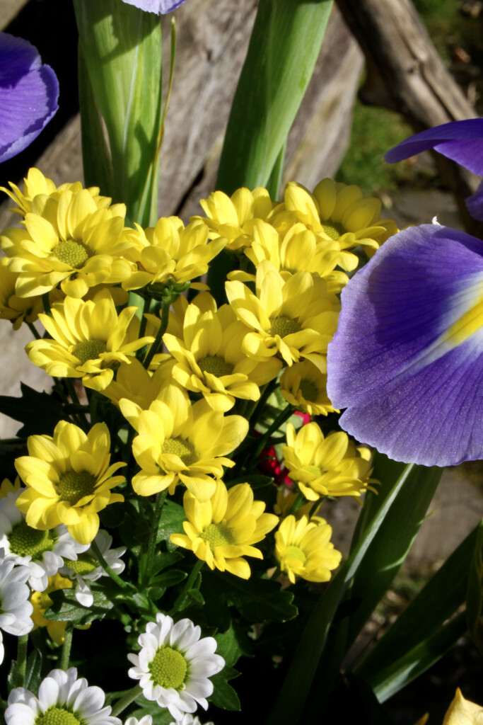 Yellow chrysanths