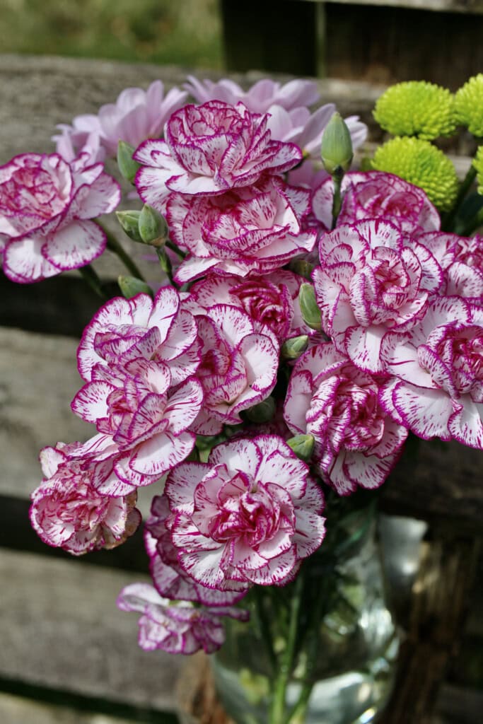 Carnations