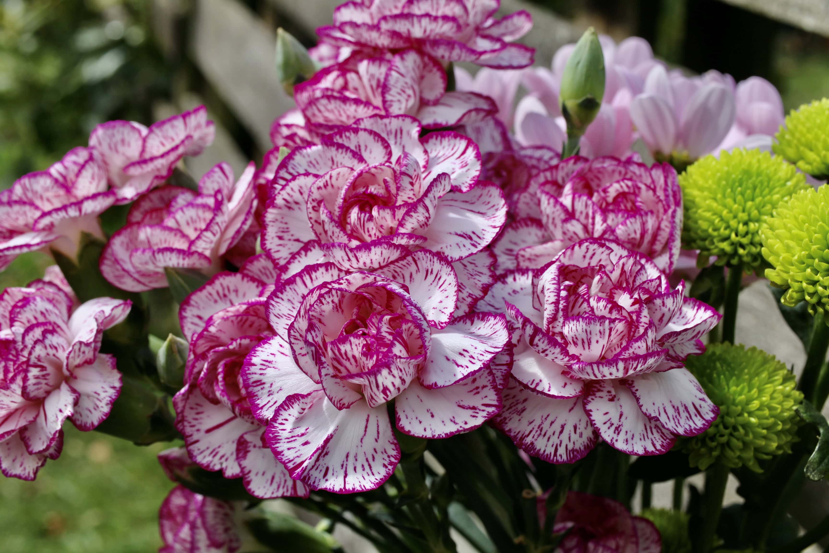 Carnations — FOTD Dec 29