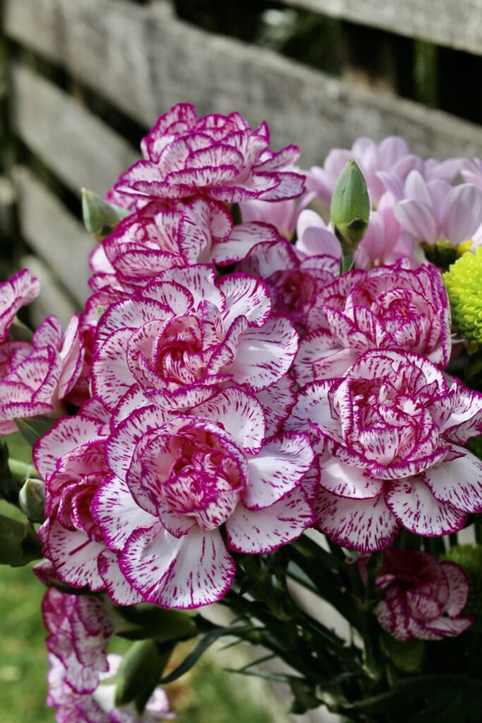 Carnations
