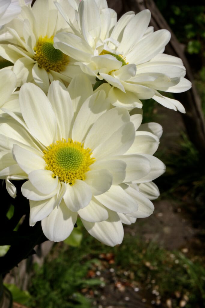 Chrysanthemums