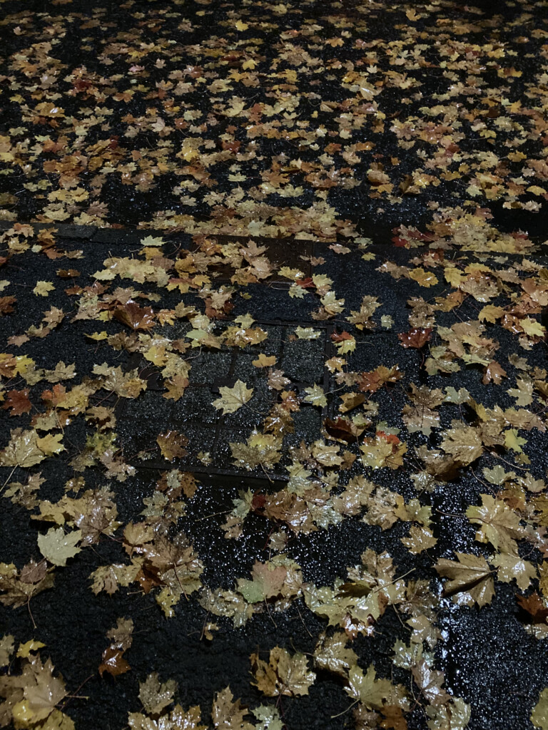 Fallen leafs