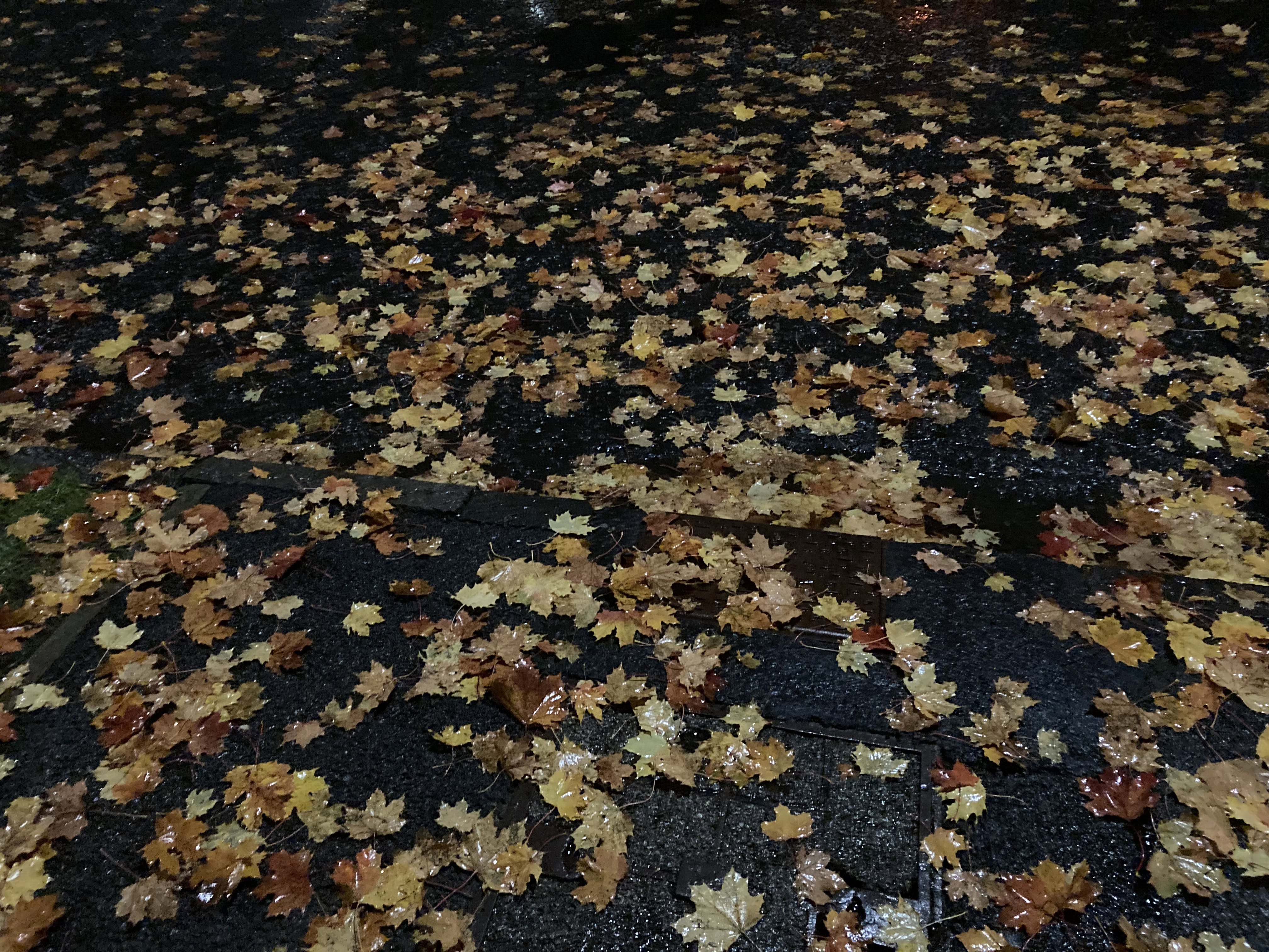 Tree Sneezes #3 — FOTD Dec 04