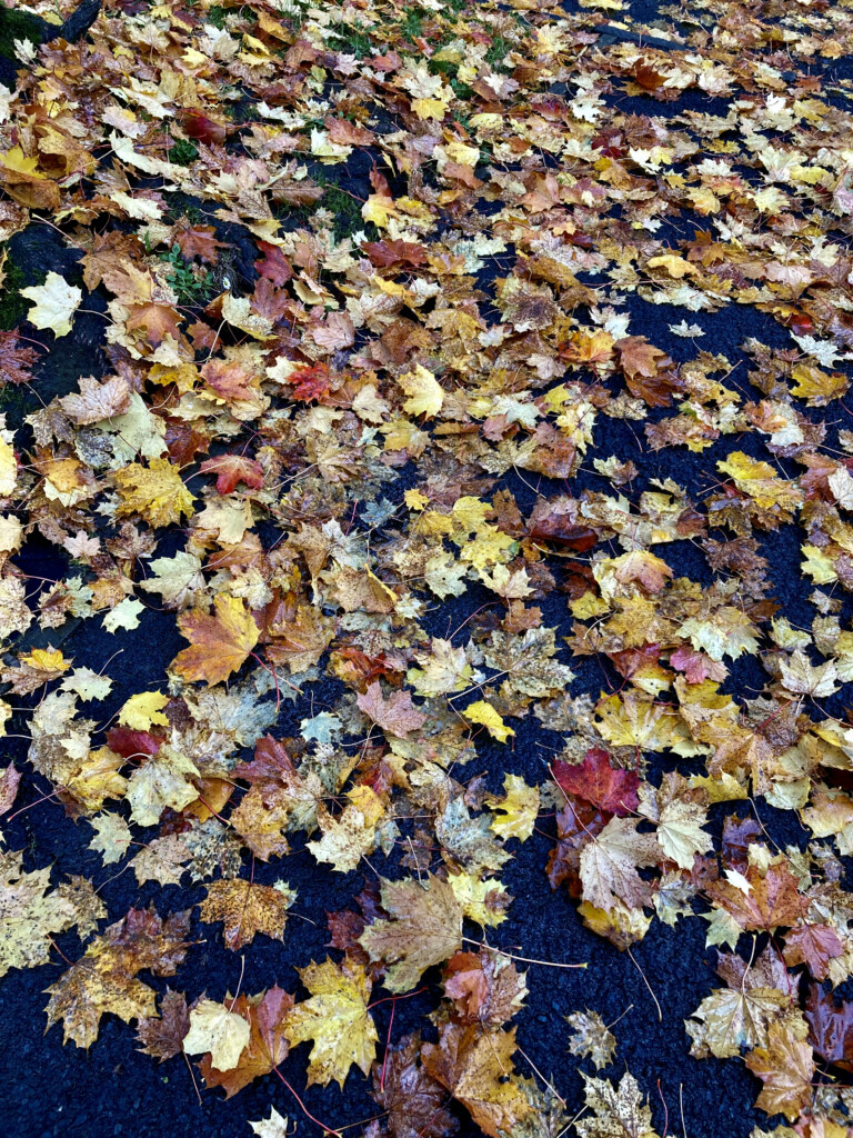 Fallen leafs