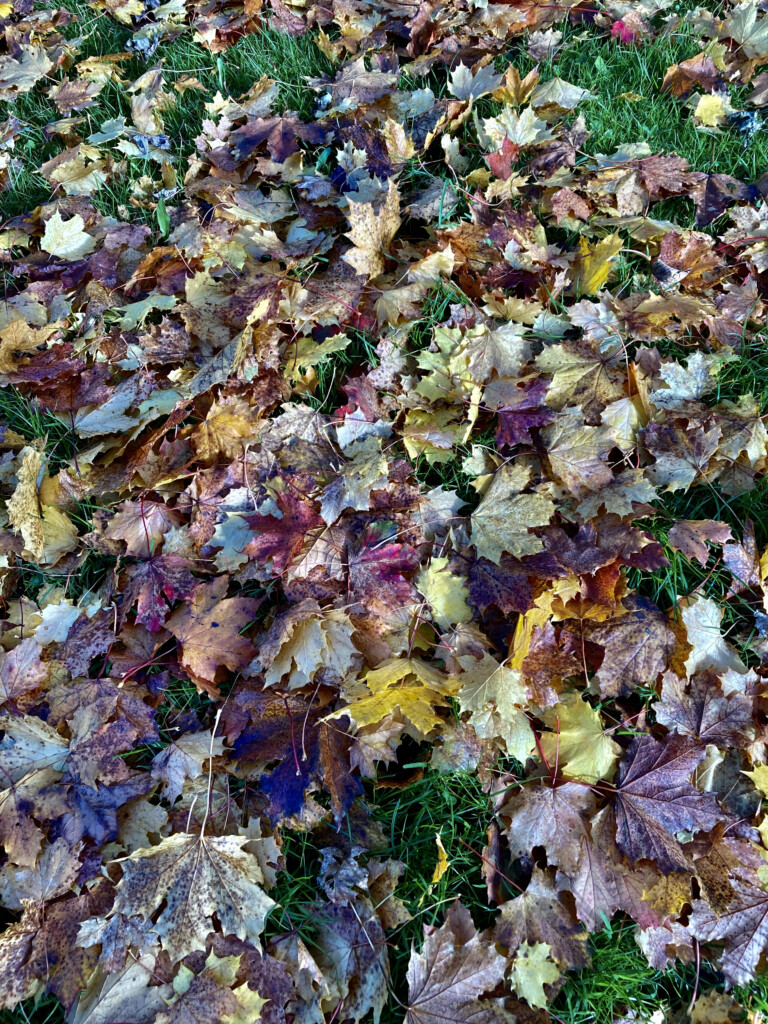 Fallen leafs