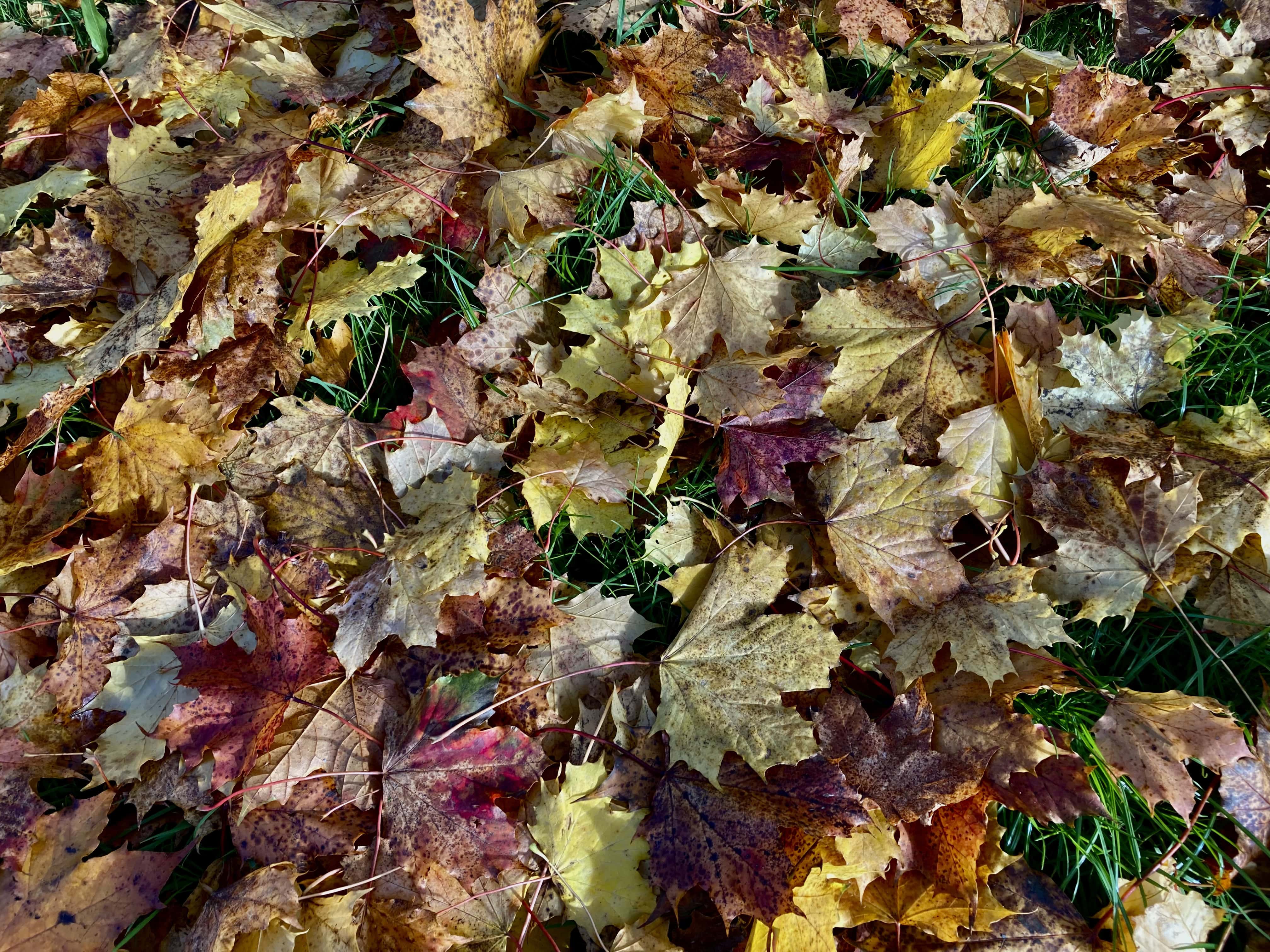 Tree Sneezes #1 — FOTD Dec 02
