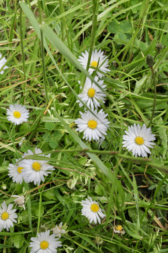 Daisies